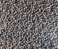 Black Pepper