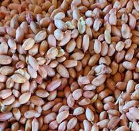 Peanuts (Long)