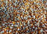 Yellow Corn