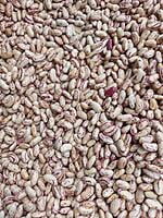 Light Speckled Kidney Beans