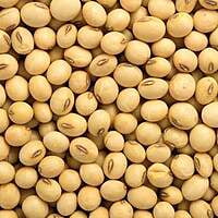 Soyabeans