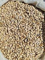 Pumpkin Seeds