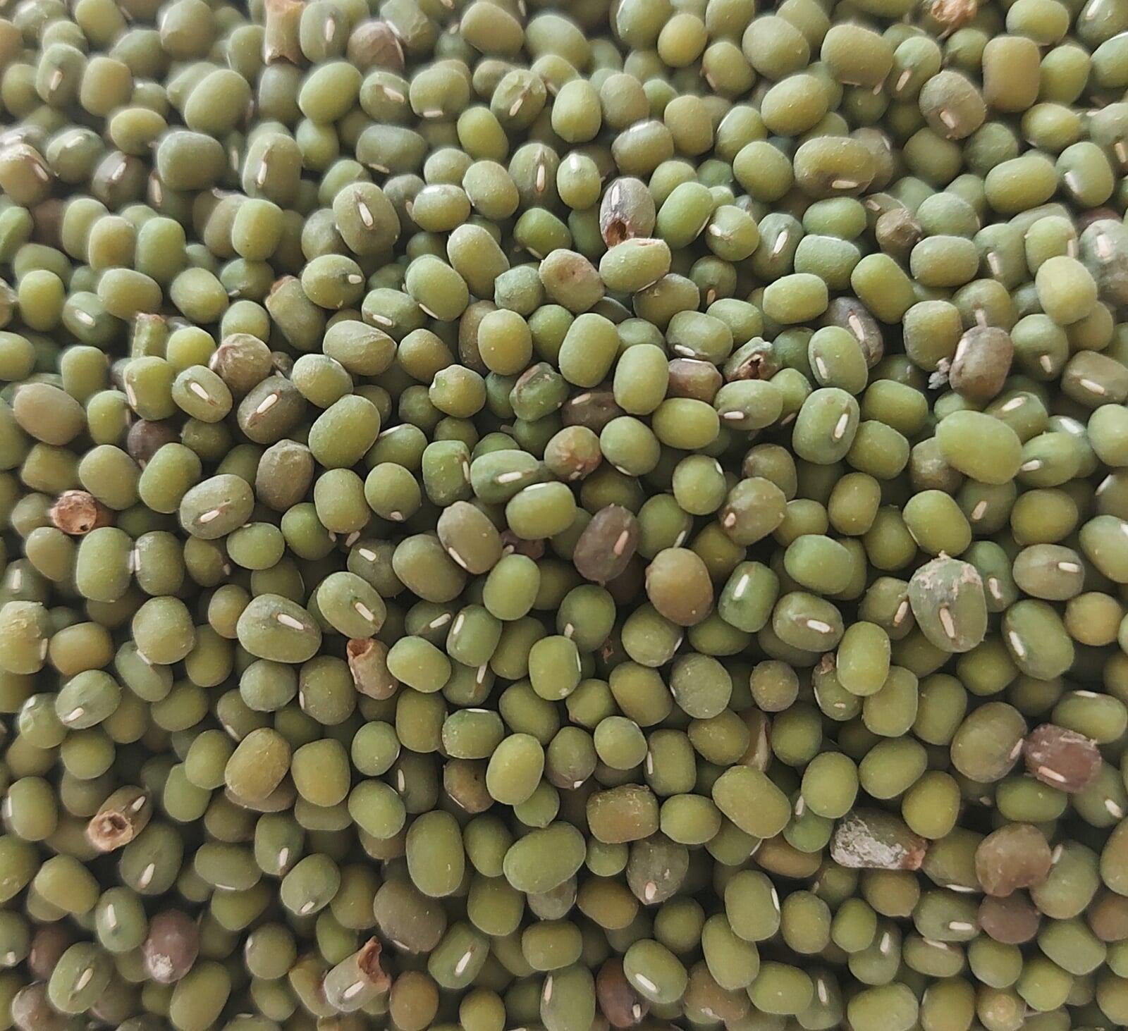 Green Mung