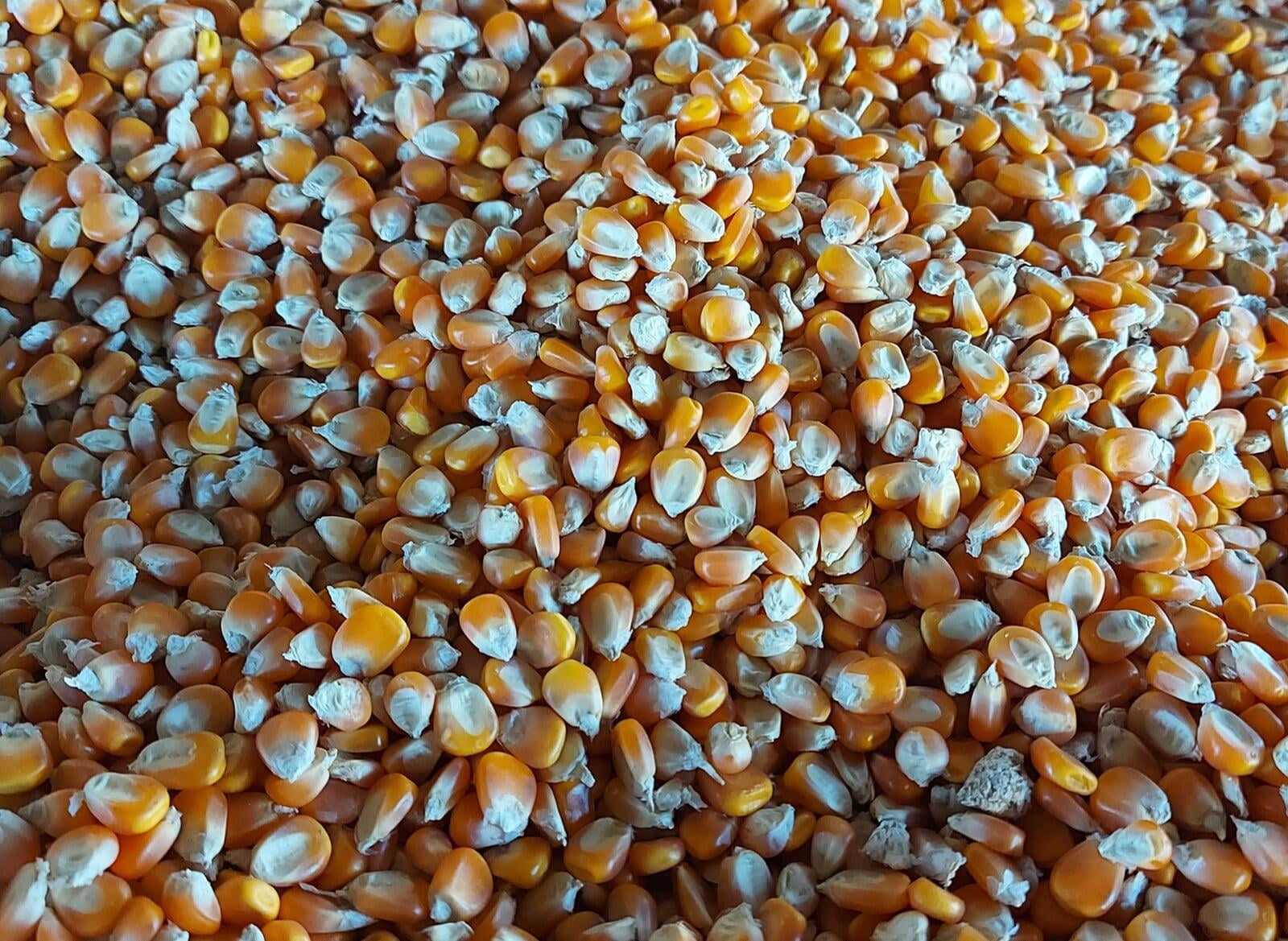 Yellow Corn