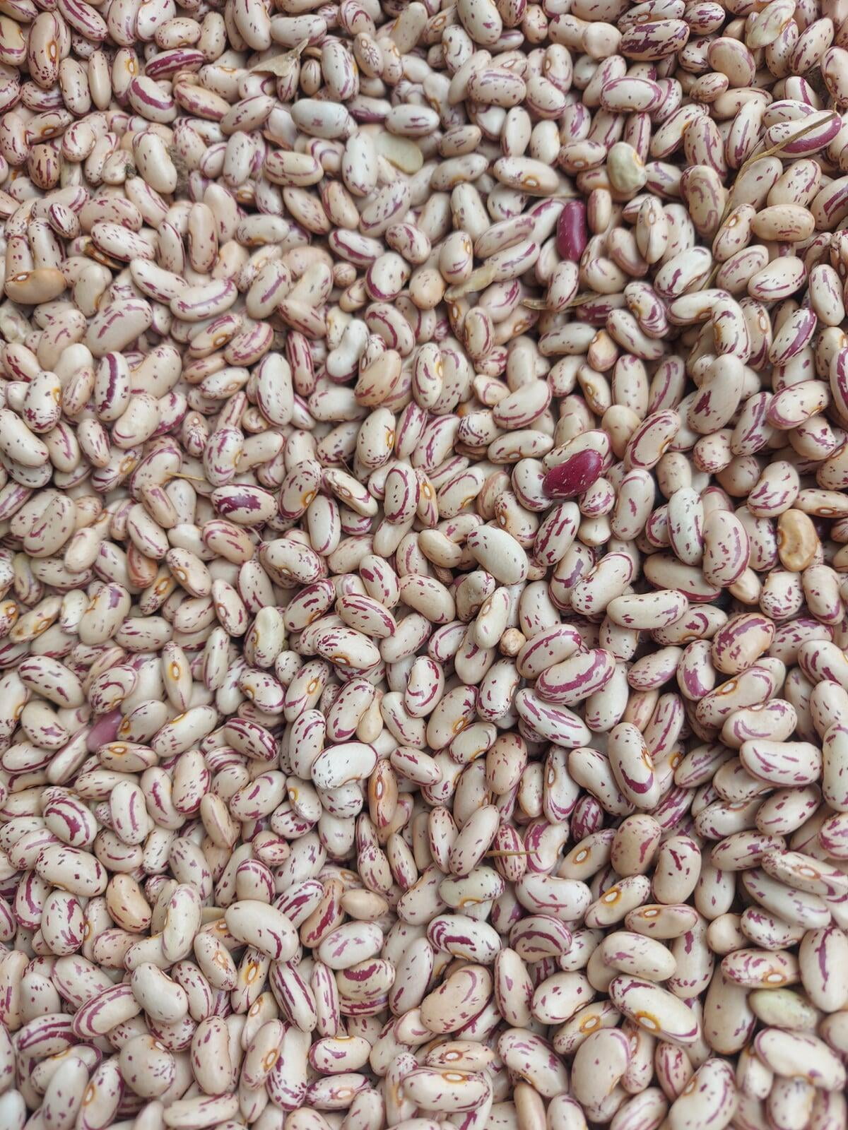 Light Speckled Kidney Beans