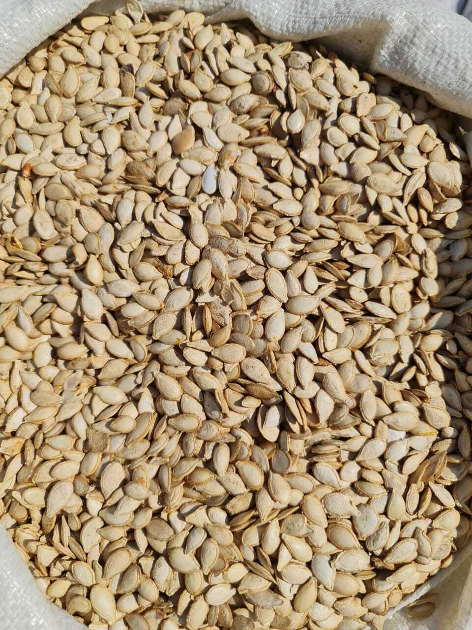 Pumpkin Seeds